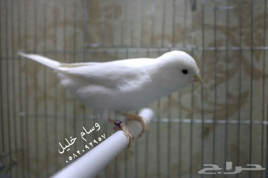 ذكر كناري أبيض نخب أول (image 2)