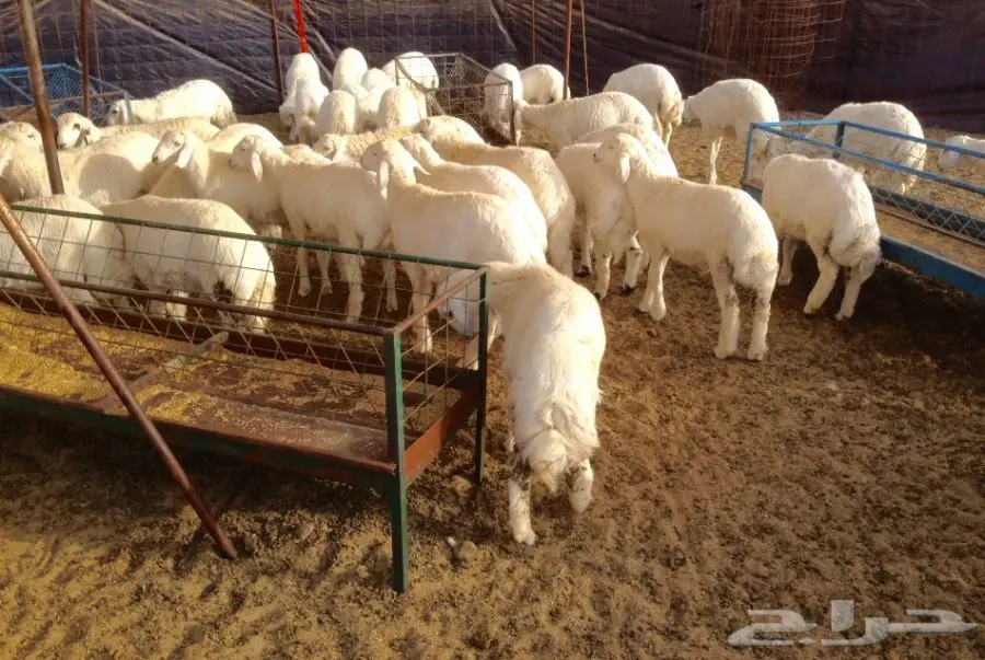 بهم حري 41 راس للبيع