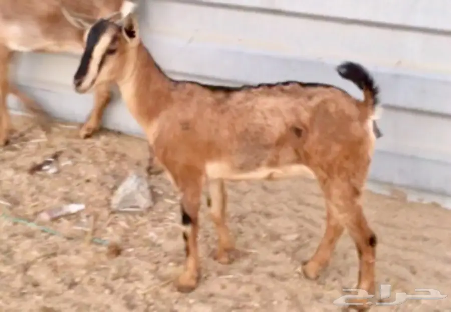 للبيع ..(5)...جفار يمنية (image 1)