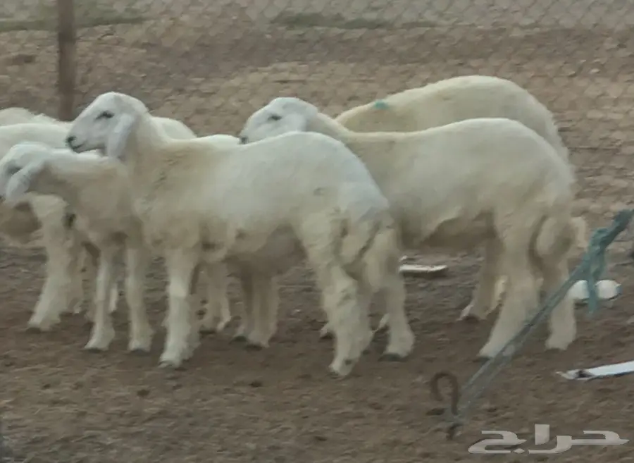 ذبائح حريه نظيفه وسمينه (image 5)