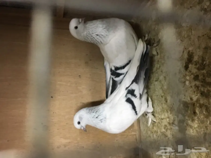 جوز ثلجي خطين