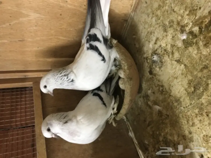 جوز ثلجي خطين (image 1)