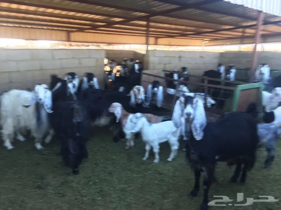 معزاء طيبه مراح واحد للبيع