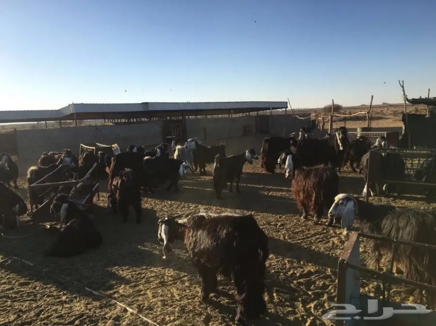 معزاء طيبه مراح واحد للبيع (image 1)