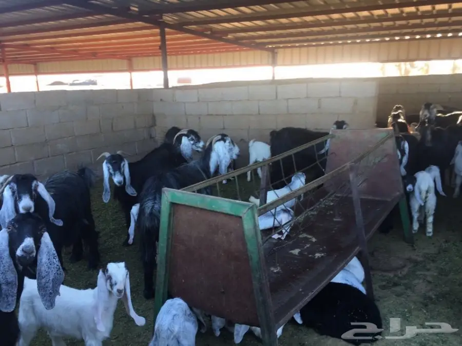 معزاء طيبه مراح واحد للبيع (image 2)