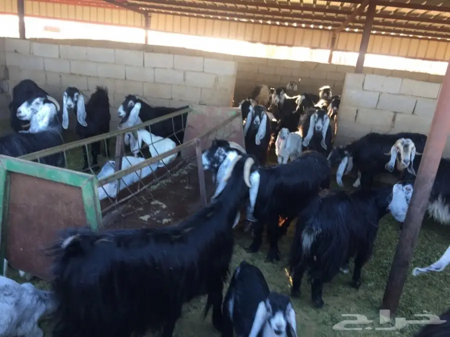 معزاء طيبه مراح واحد للبيع (image 3)