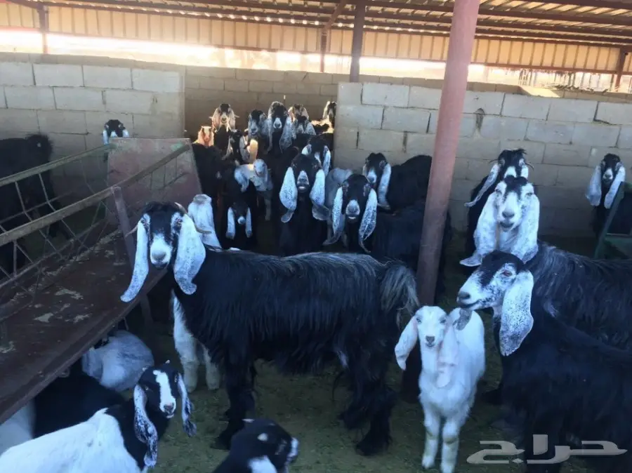 معزاء طيبه مراح واحد للبيع (image 4)