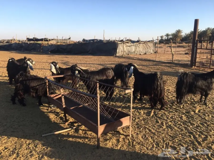 معزاء طيبه مراح واحد للبيع (image 5)