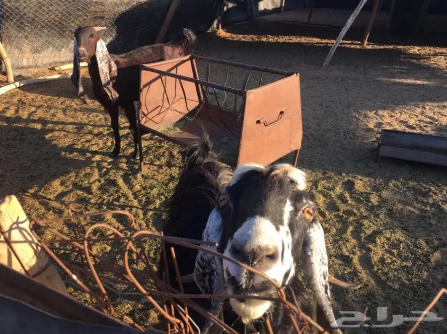 معزاء طيبه مراح واحد للبيع (image 6)