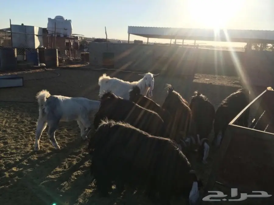 معزاء طيبه مراح واحد للبيع (image 8)