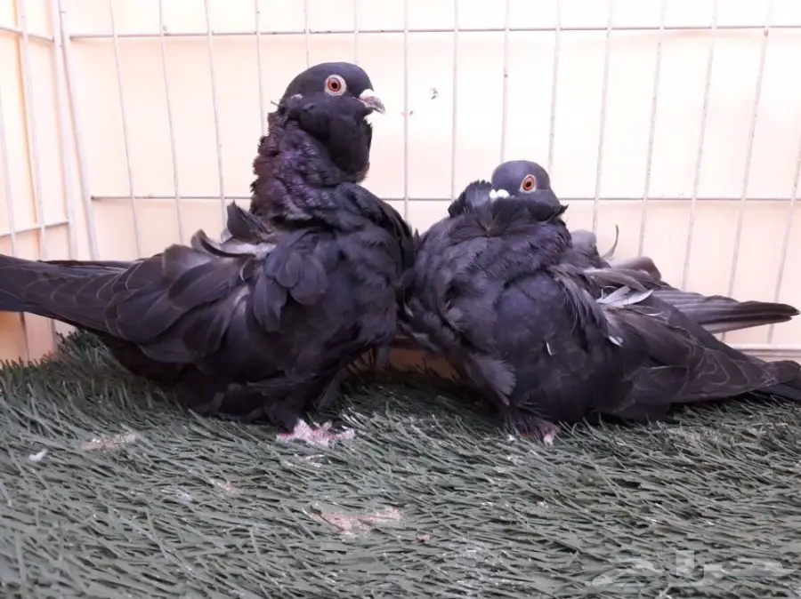 اناثي كشكش اوفرات منتجة