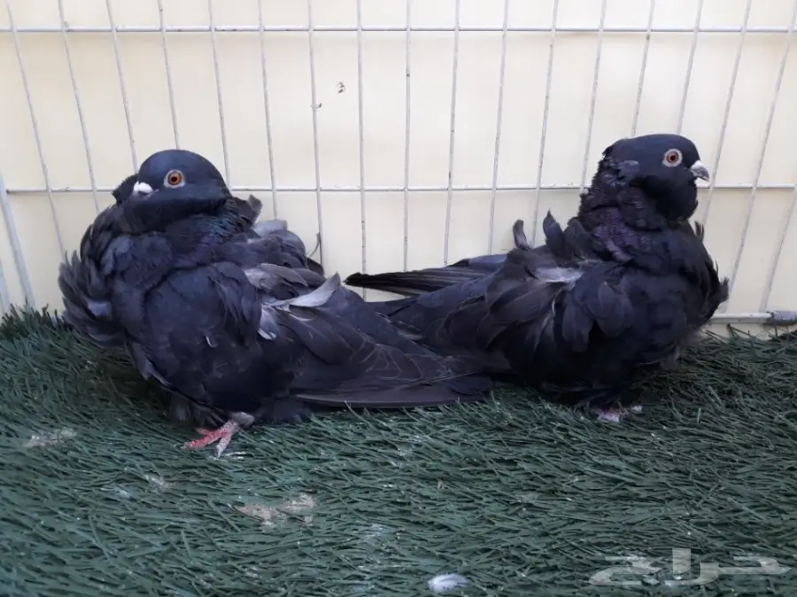 اناثي كشكش اوفرات منتجة (image 1)