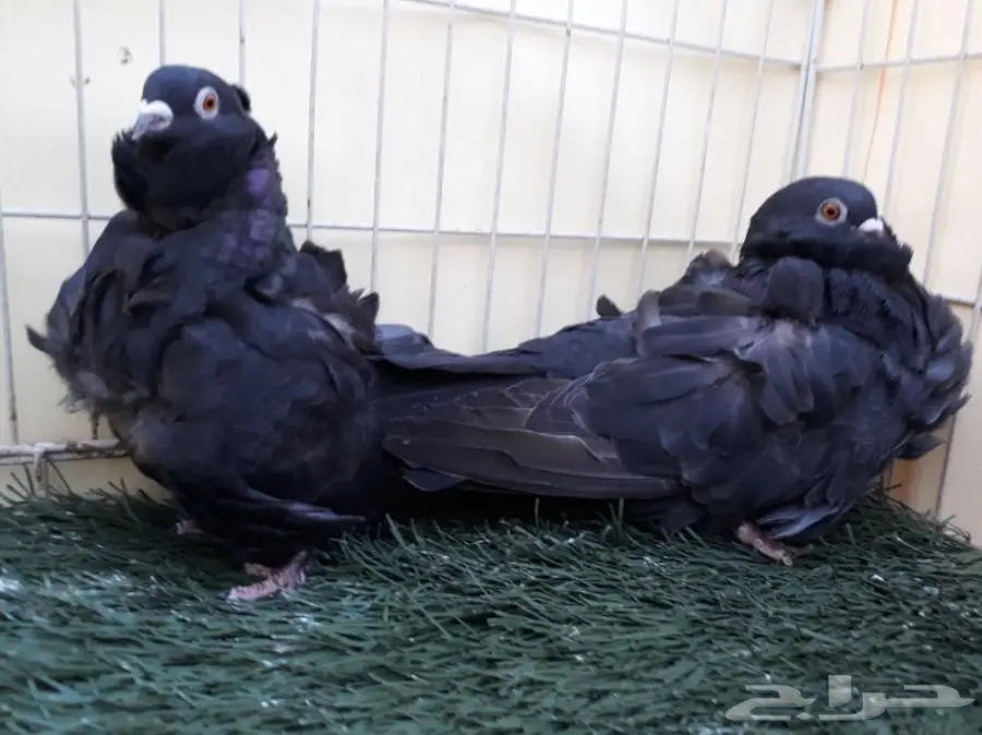 اناثي كشكش اوفرات منتجة (image 2)