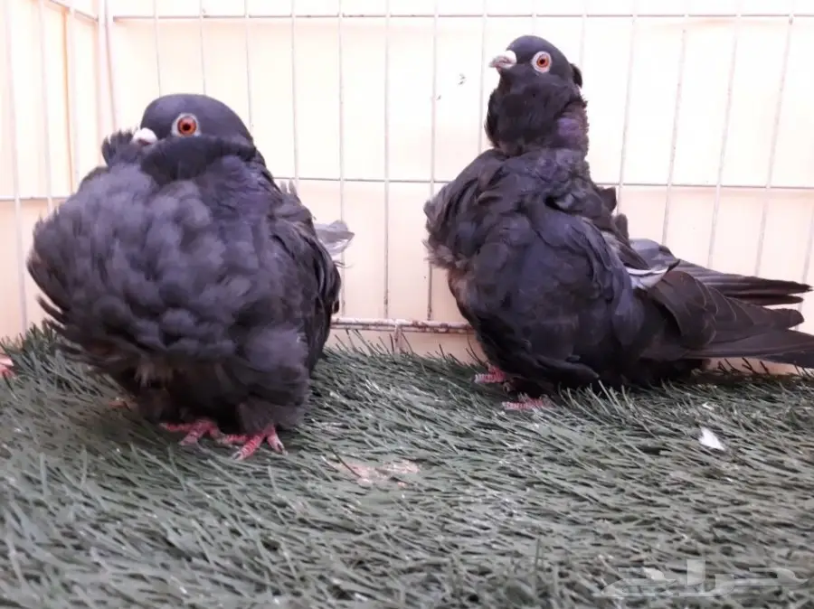 اناثي كشكش اوفرات منتجة (image 3)