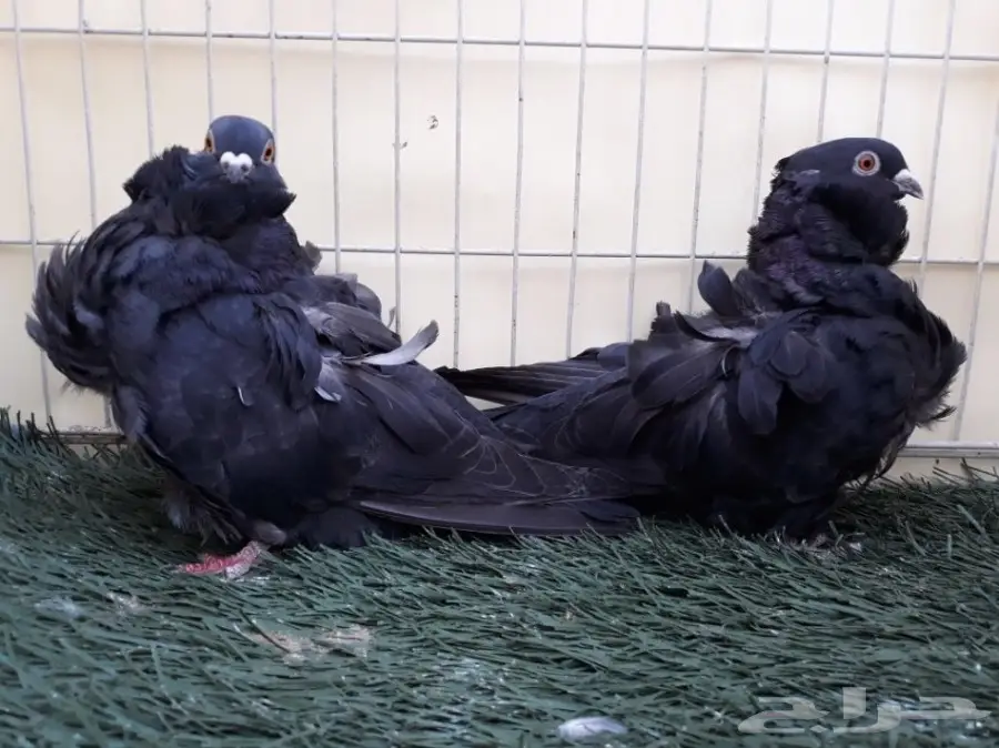 اناثي كشكش اوفرات منتجة (image 4)