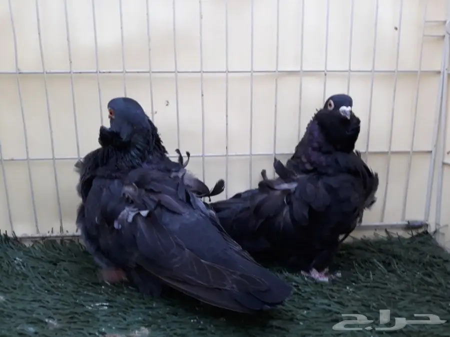 اناثي كشكش اوفرات منتجة (image 5)