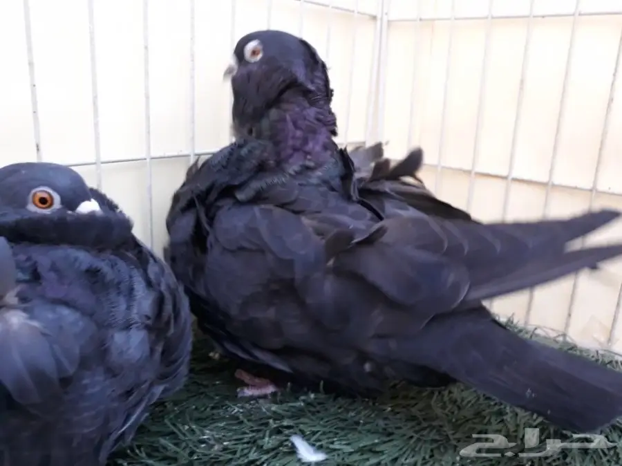 اناثي كشكش اوفرات منتجة (image 6)