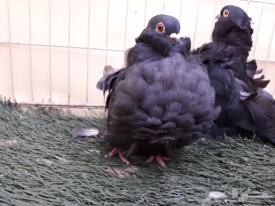 اناثي كشكش اوفرات منتجة (image 7)