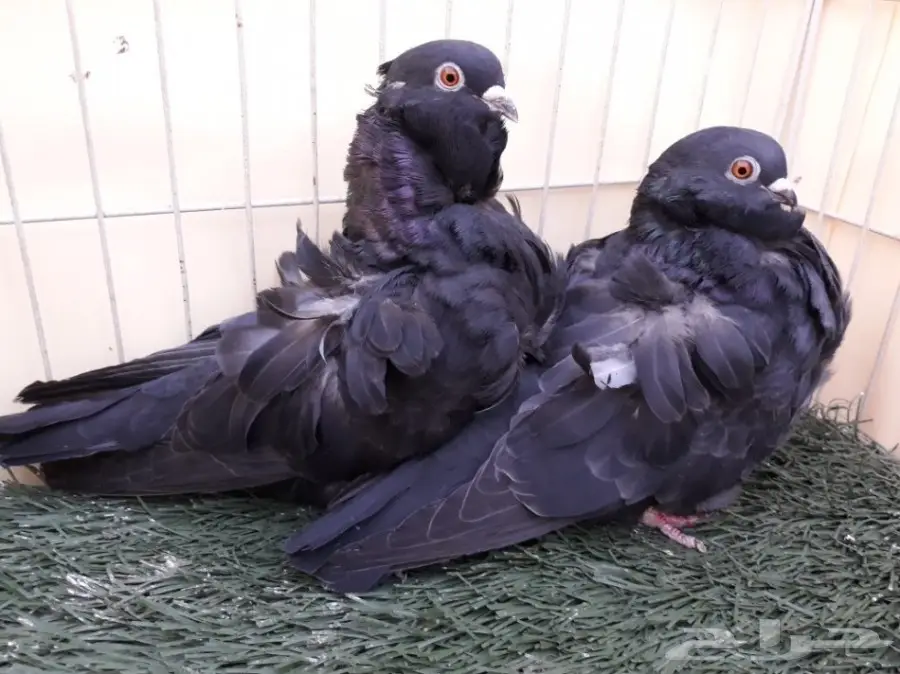 اناثي كشكش اوفرات منتجة (image 8)