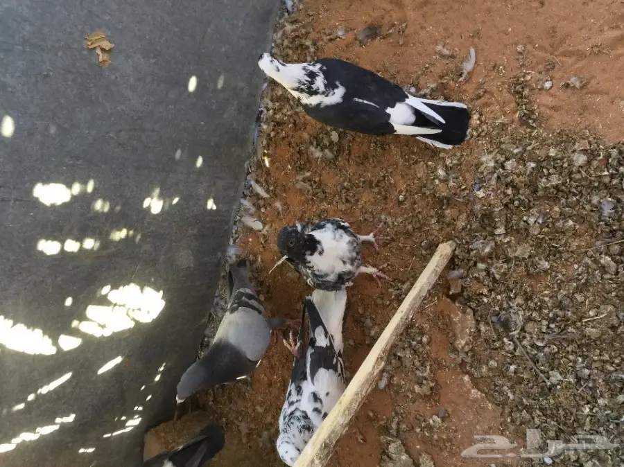 حمام مشكل للبيع  (image 1)