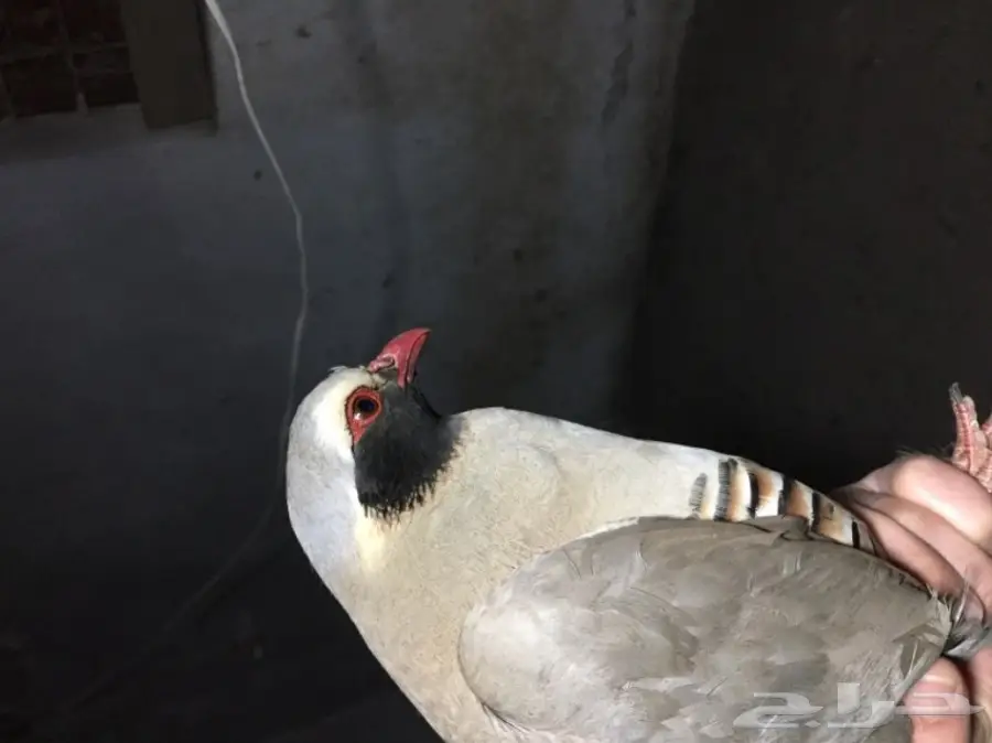 عقايب. سفع  (image 1)