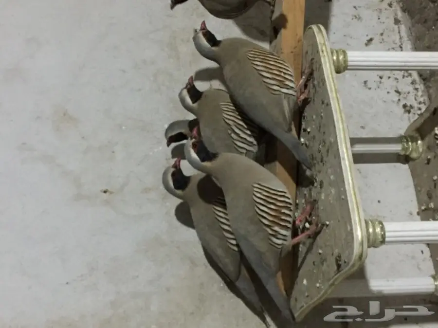 عقايب. سفع  (image 2)