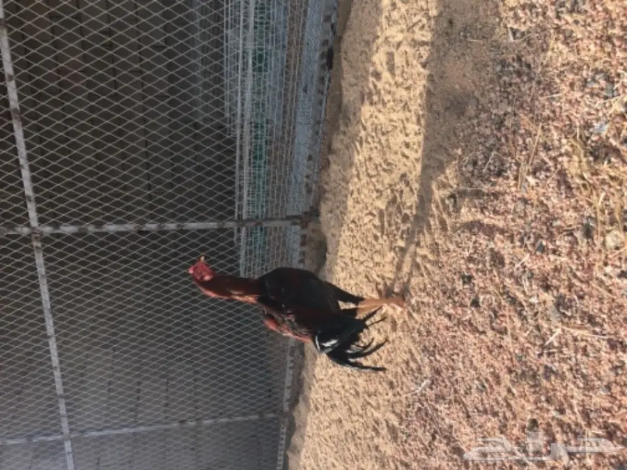 ديك مكس بالجيكي على تايلندي - فرصة لا تُفوّت! (image 1)