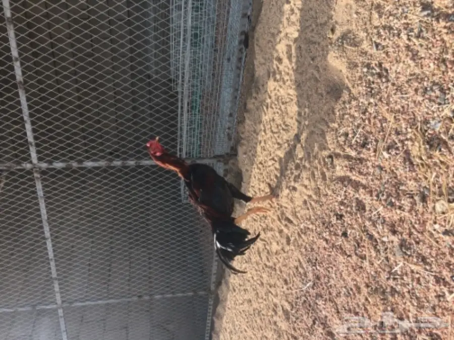 ديك مكس بالجيكي على تايلندي - فرصة لا تُفوّت! (image 3)