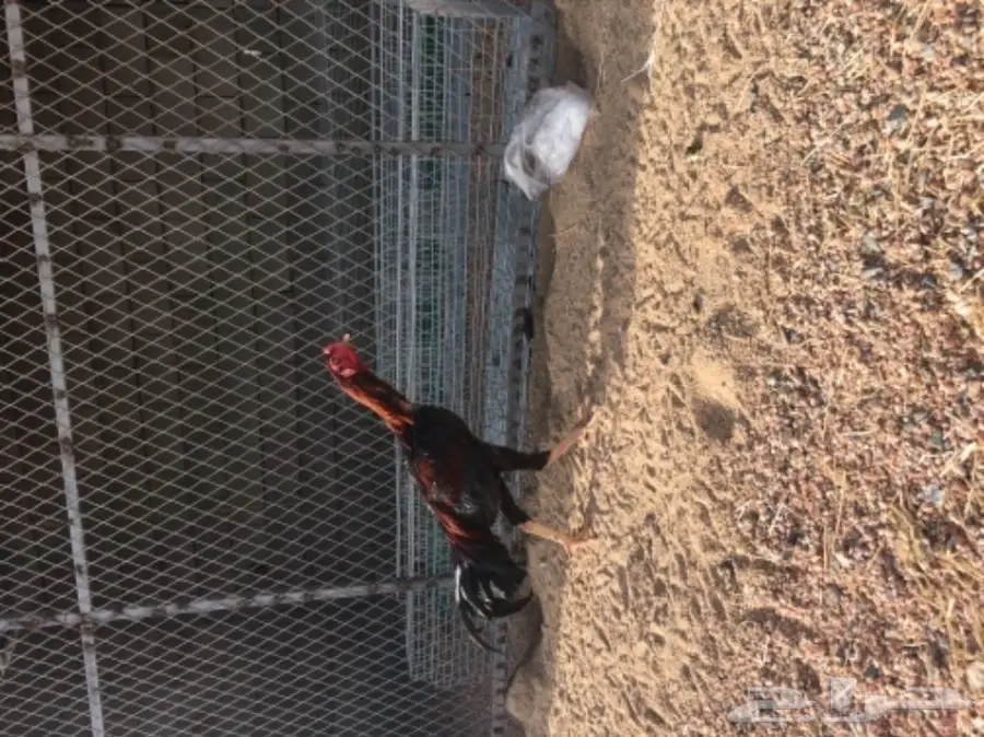 ديك مكس بالجيكي على تايلندي - فرصة لا تُفوّت! (image 4)