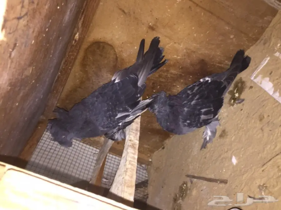 زوج بخاره بلوشك 