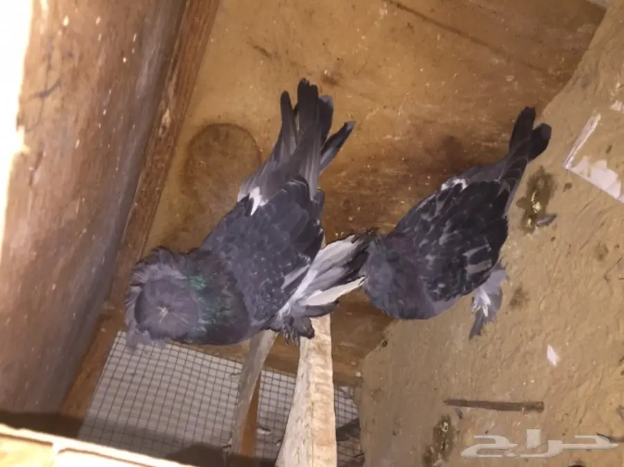 زوج بخاره بلوشك  (image 2)