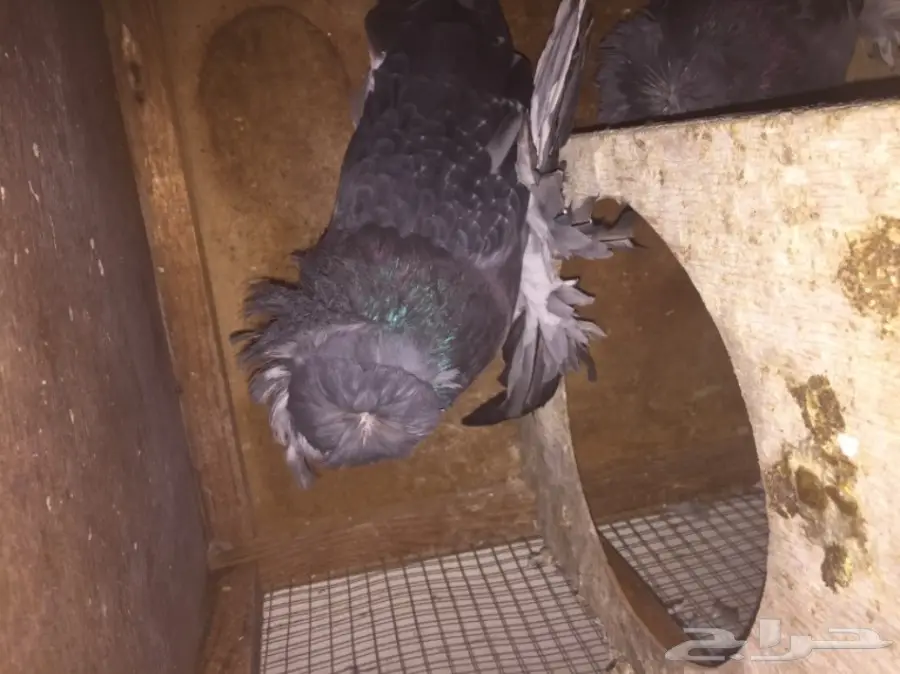 زوج بخاره بلوشك  (image 4)