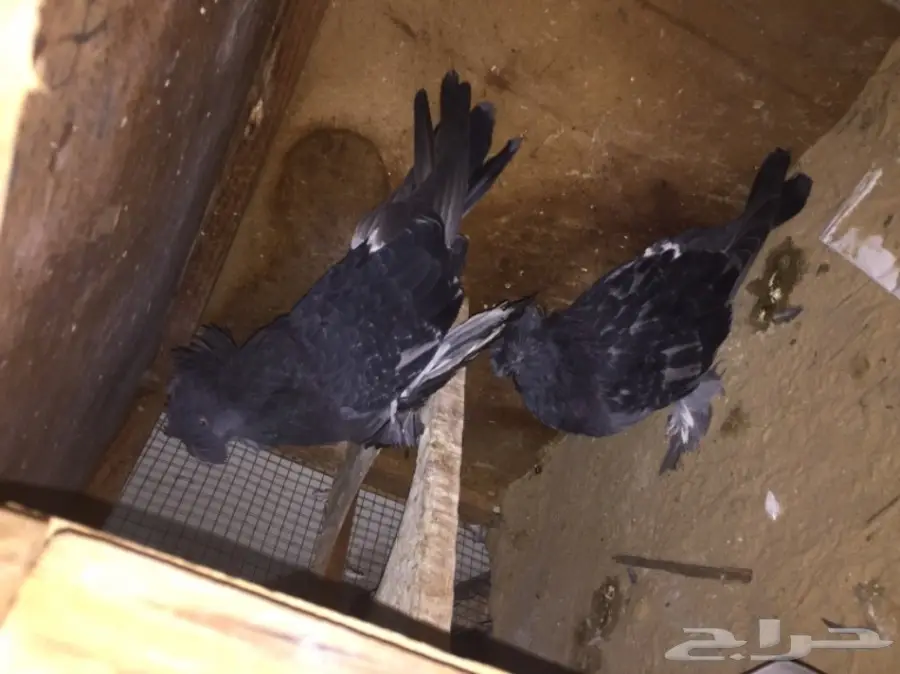 زوج بخاره بلوشك  (image 5)