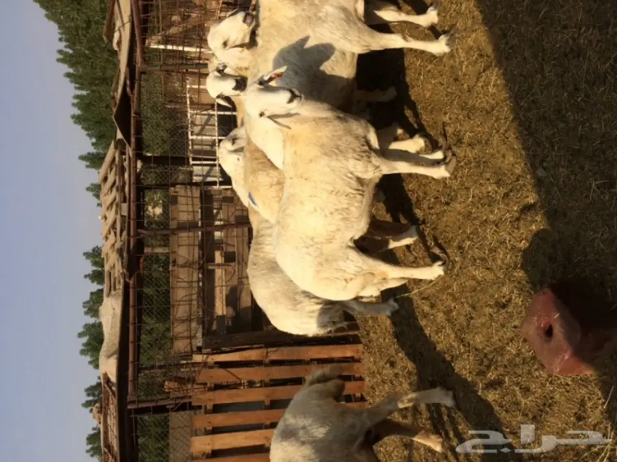 للبيع ضان حريه العدد 9 صنف جرم و عاليه 