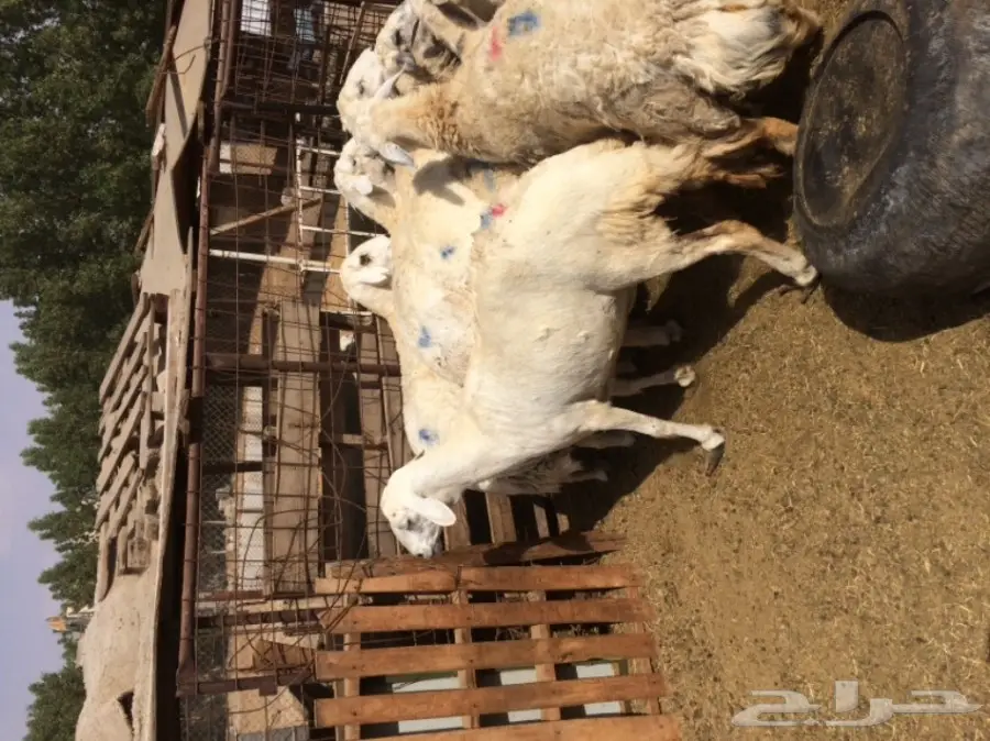 للبيع ضان حريه العدد 9 صنف جرم و عاليه  (image 1)