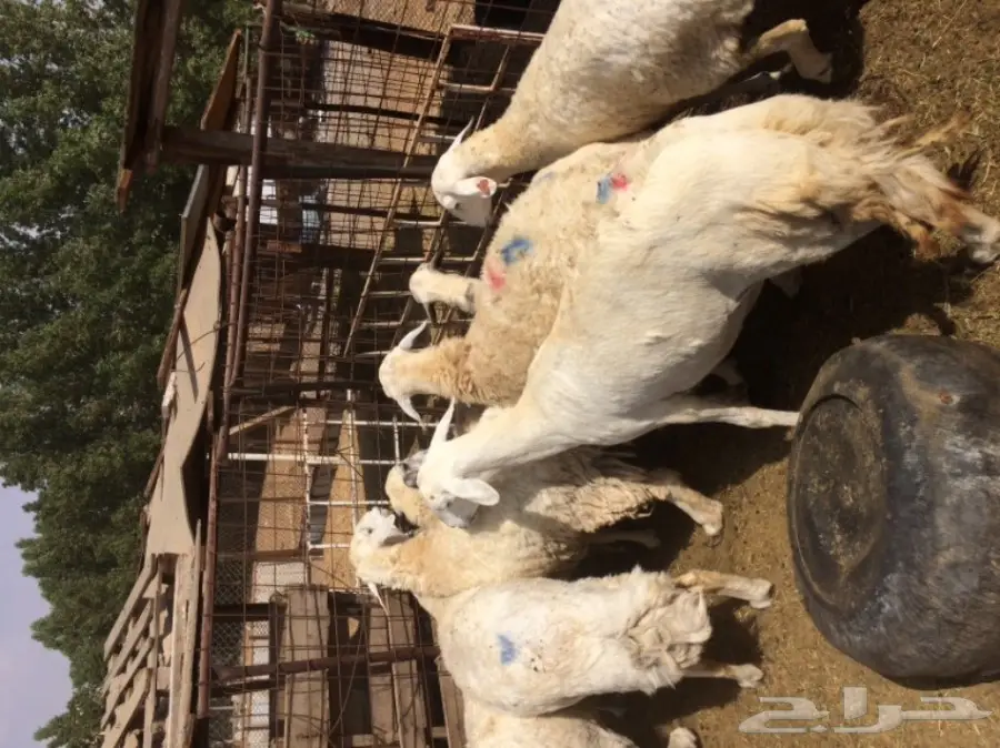 للبيع ضان حريه العدد 9 صنف جرم و عاليه  (image 2)