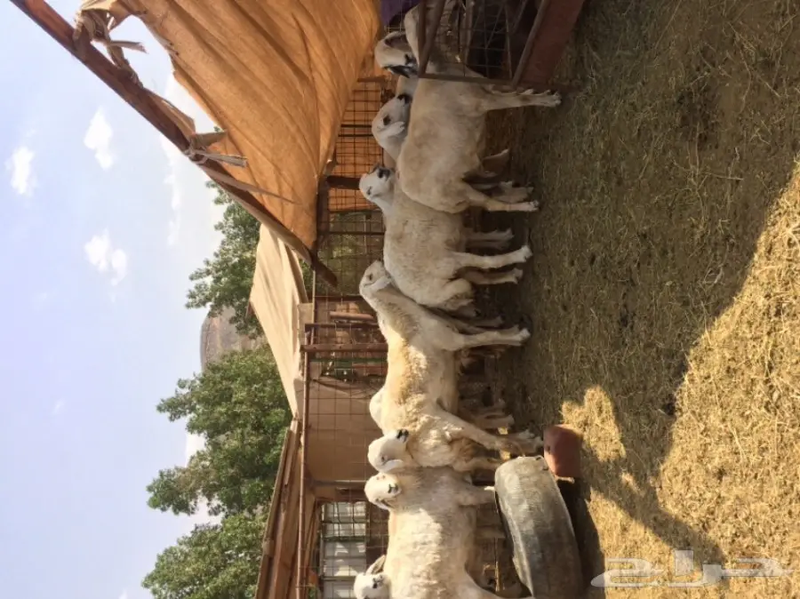 للبيع ضان حريه العدد 9 صنف جرم و عاليه  (image 3)