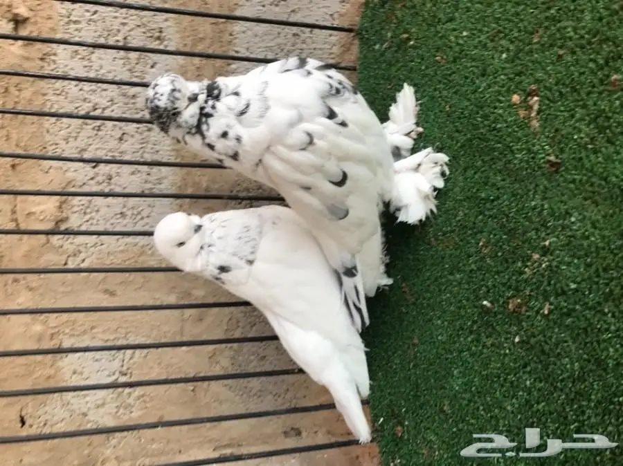 لونق فيس معه فرخ