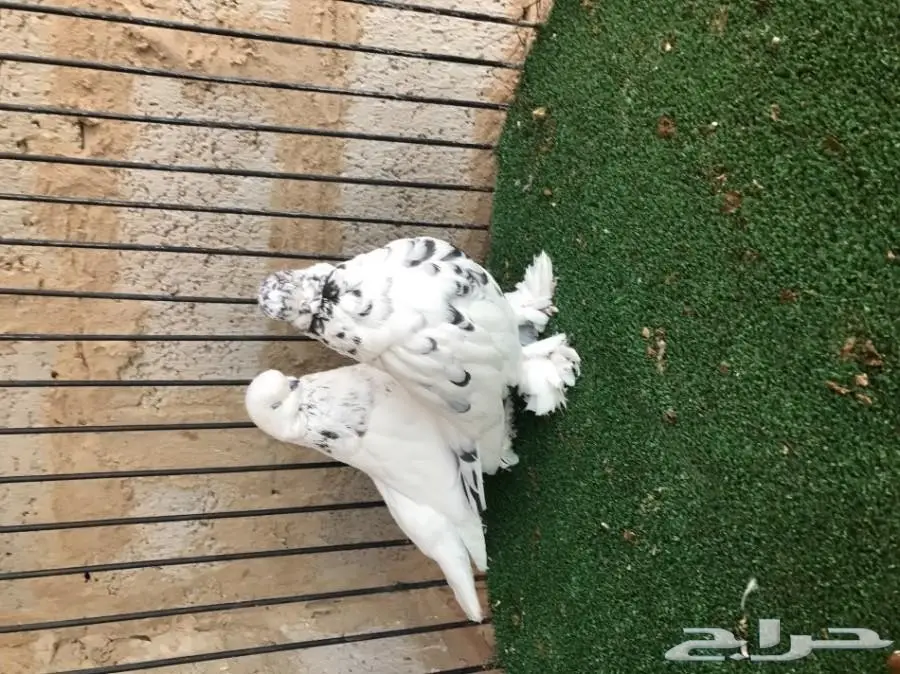 لونق فيس معه فرخ (image 1)