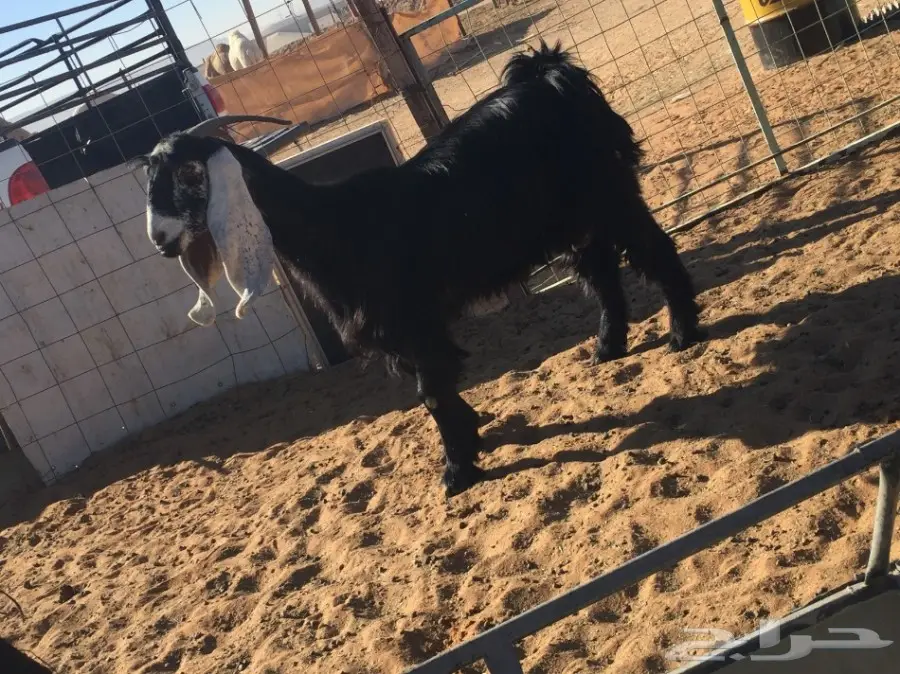 معزا مواليد 2 تحتها 4 