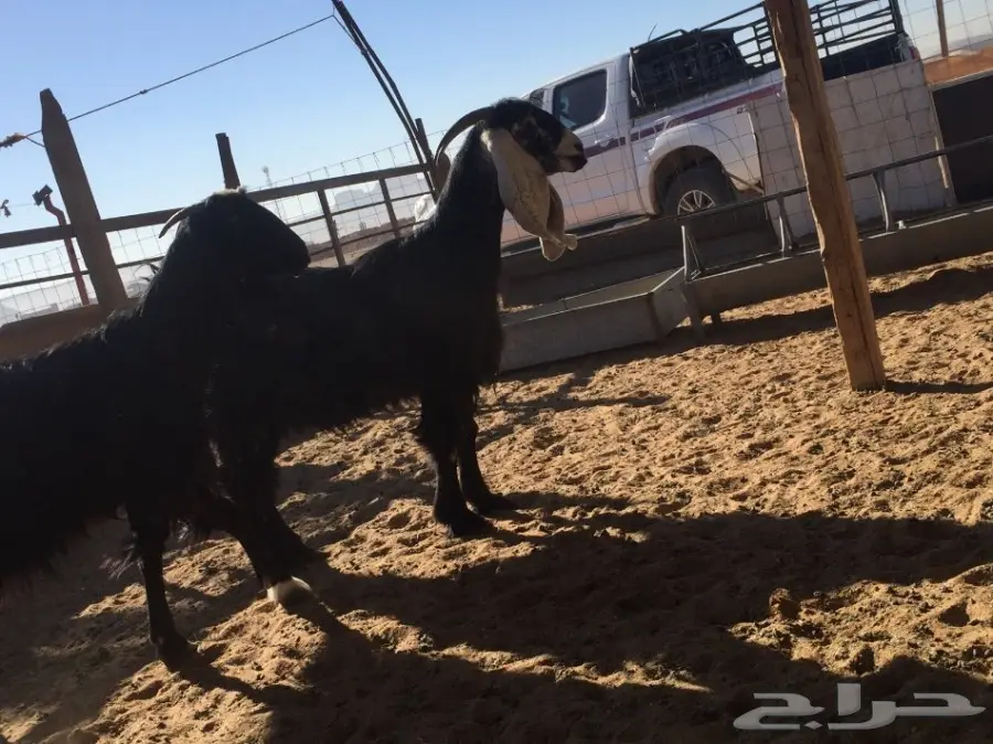 معزا مواليد 2 تحتها 4  (image 1)