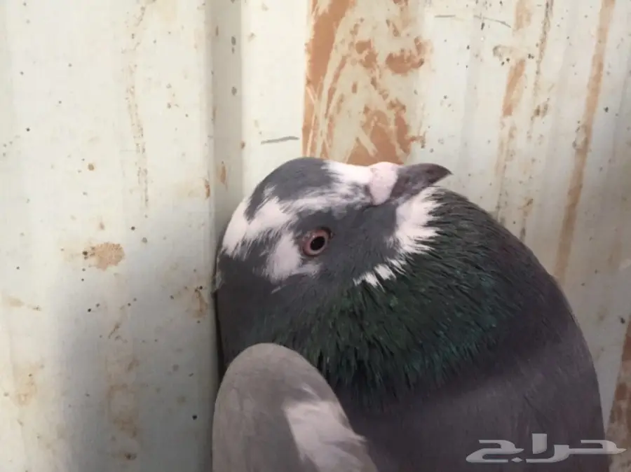 حمام   (image 1)