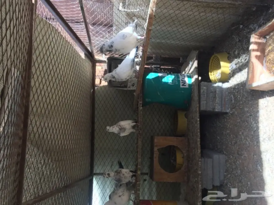 حمام   (image 3)