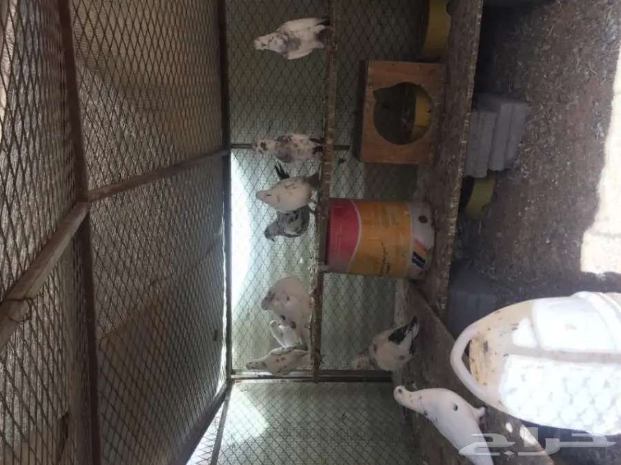 حمام   (image 4)