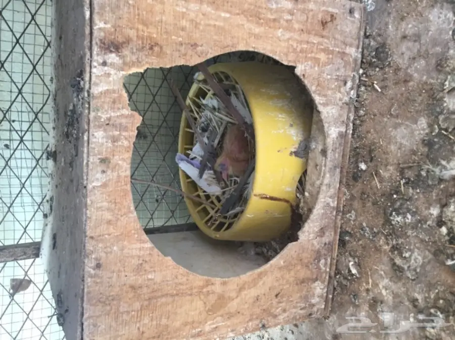 حمام   (image 6)