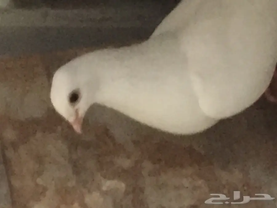 حمام   (image 8)