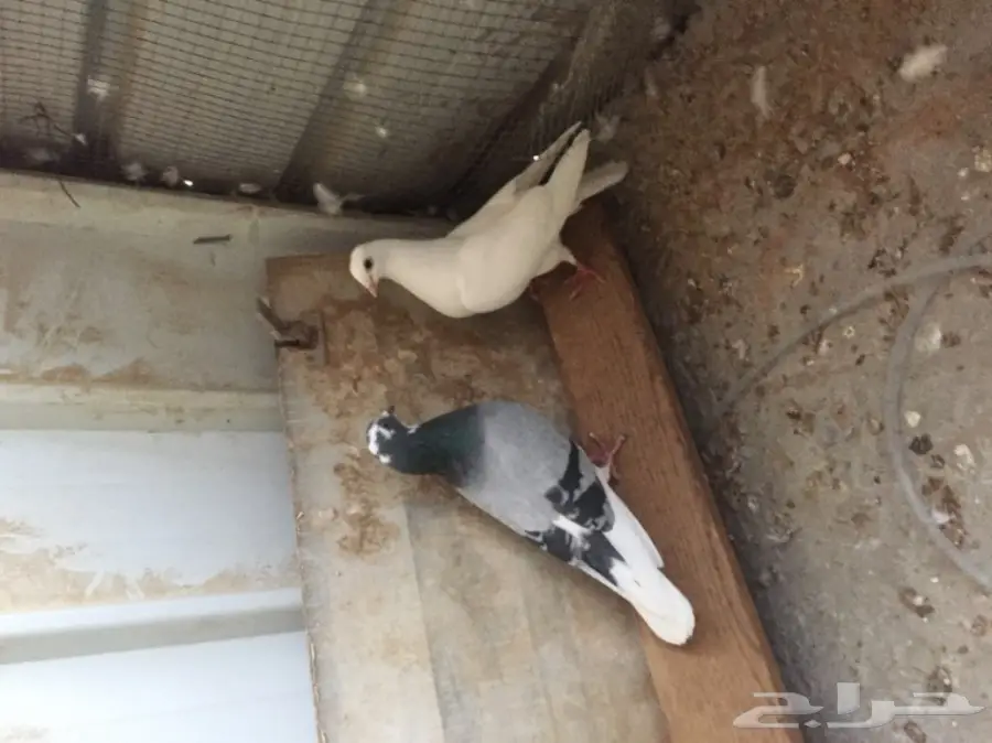 حمام   (image 9)