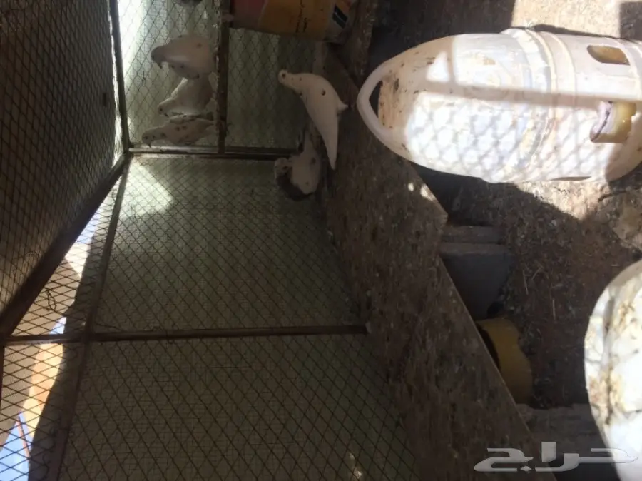 حمام   (image 11)