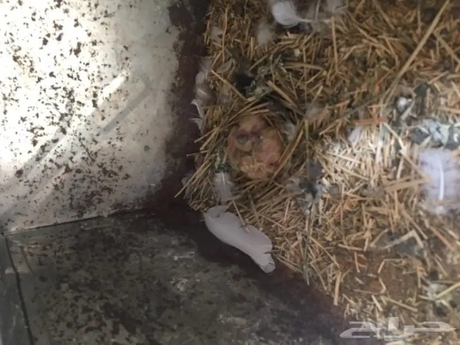 حمام   (image 13)