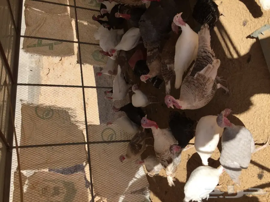 رومي ذكور واناث 9 شهور (image 1)